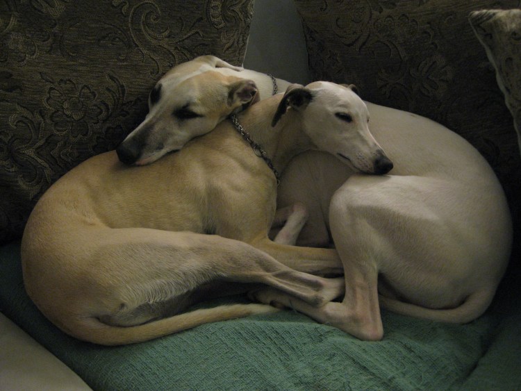 Левретка Уиппет Грейхаунд