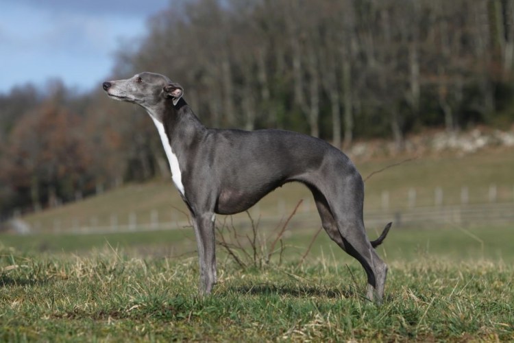 Уиппет собака щенки