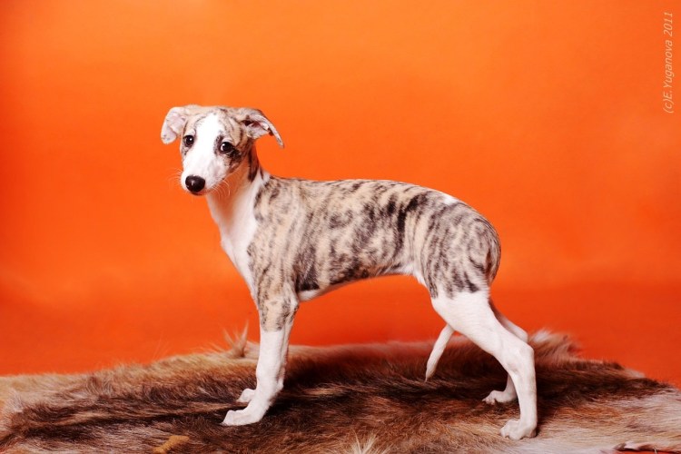 Уиппет щенок