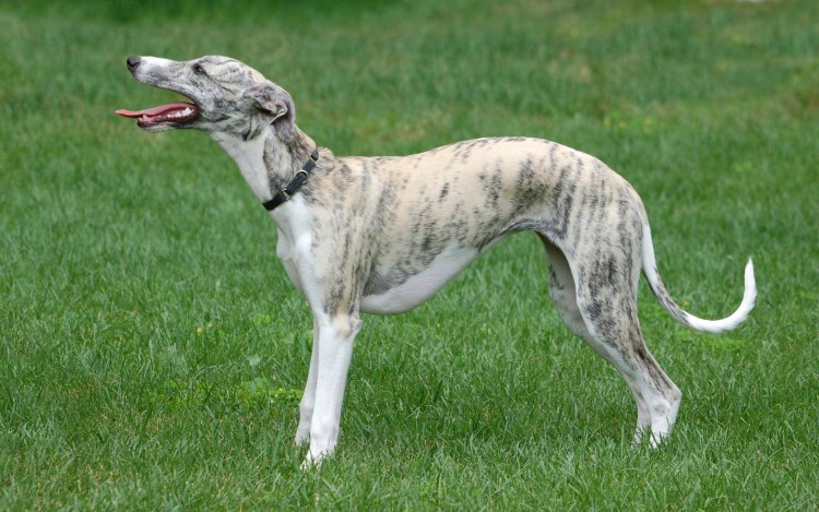 Welsh Whippet