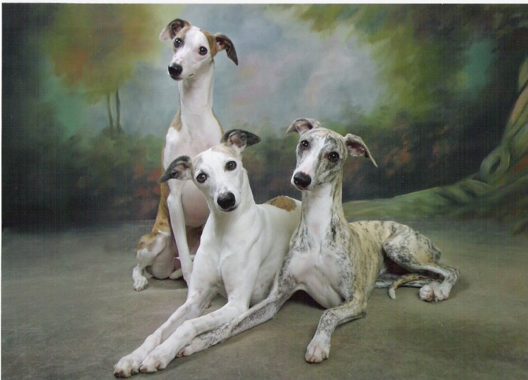 Уиппет порода собак