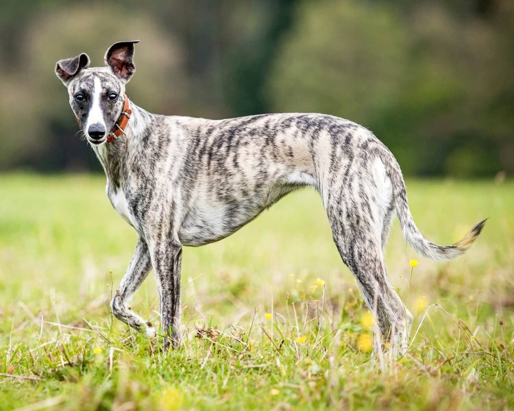 Левретка серая