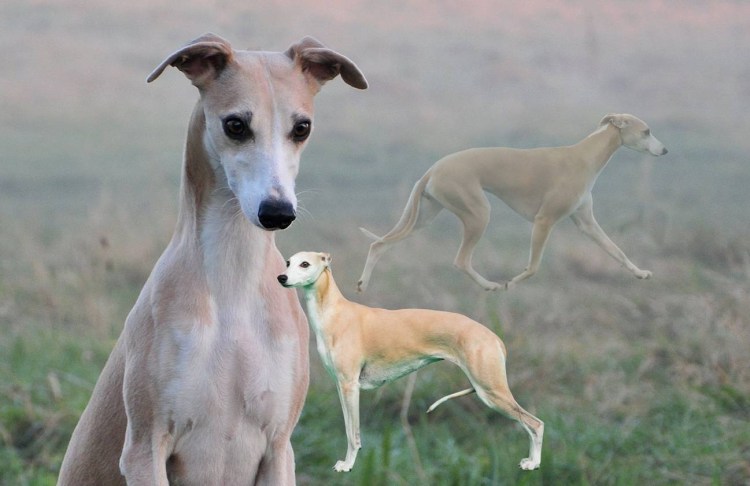 Уиппет порода собак