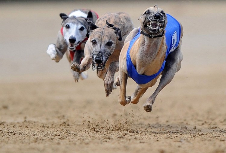 Уиппет порода