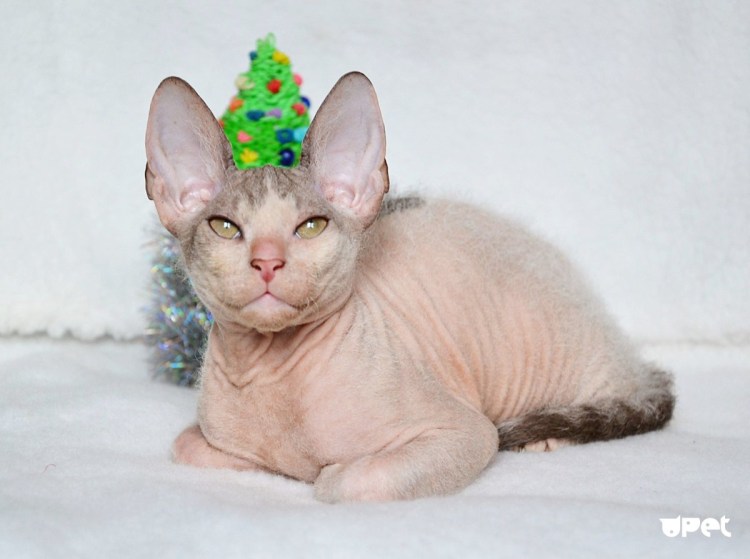 Донской сфинкс рекс