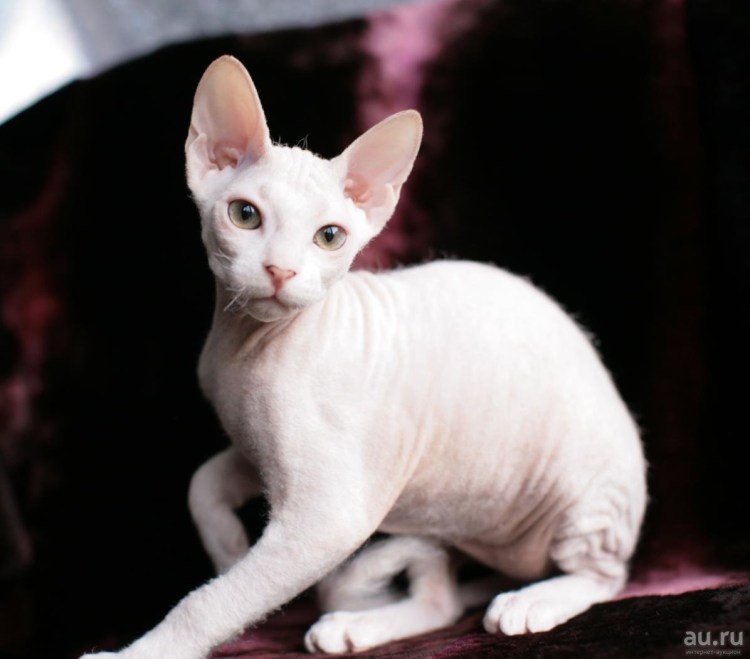 Сфинкс Петерболд браш