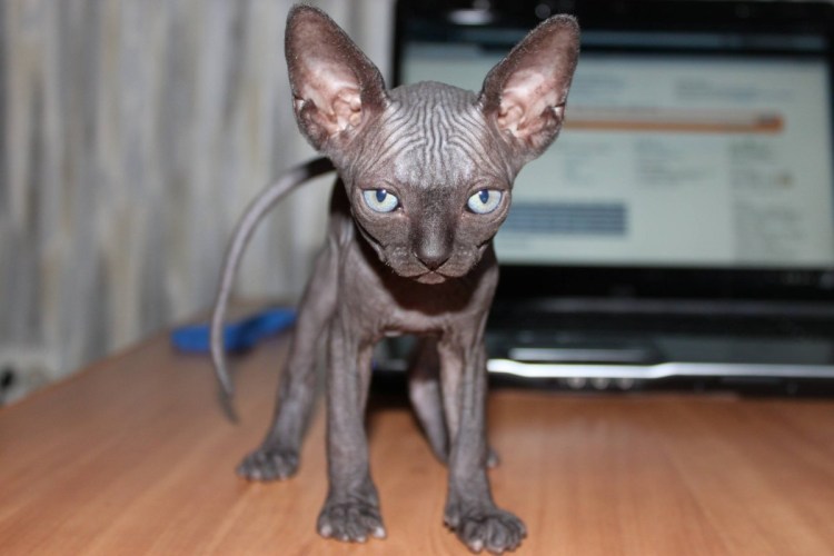 Сфинкс порода кошек Донской