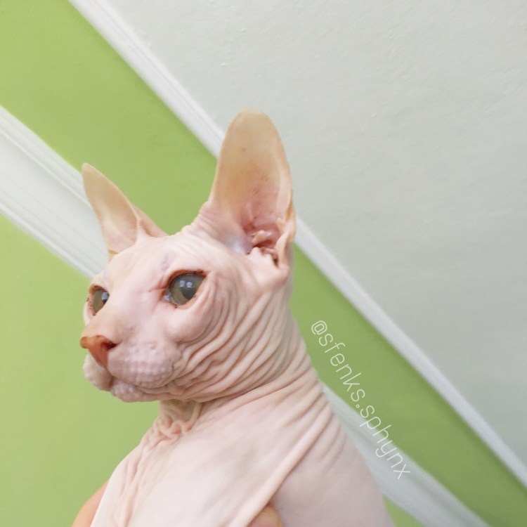 Донской сфинкс кудрявый