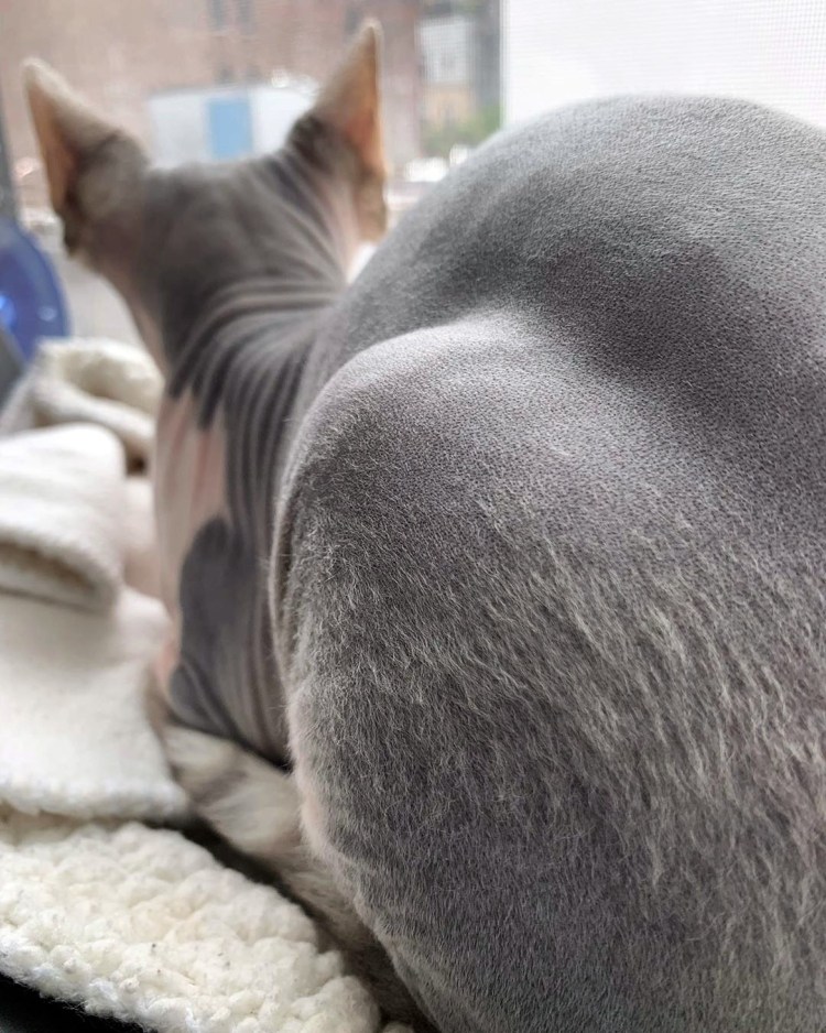 Порода Корниш рекс