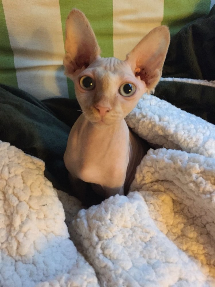 Канадский сфинкс кошка