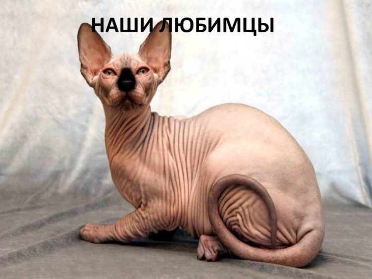 Кохона сфинкс