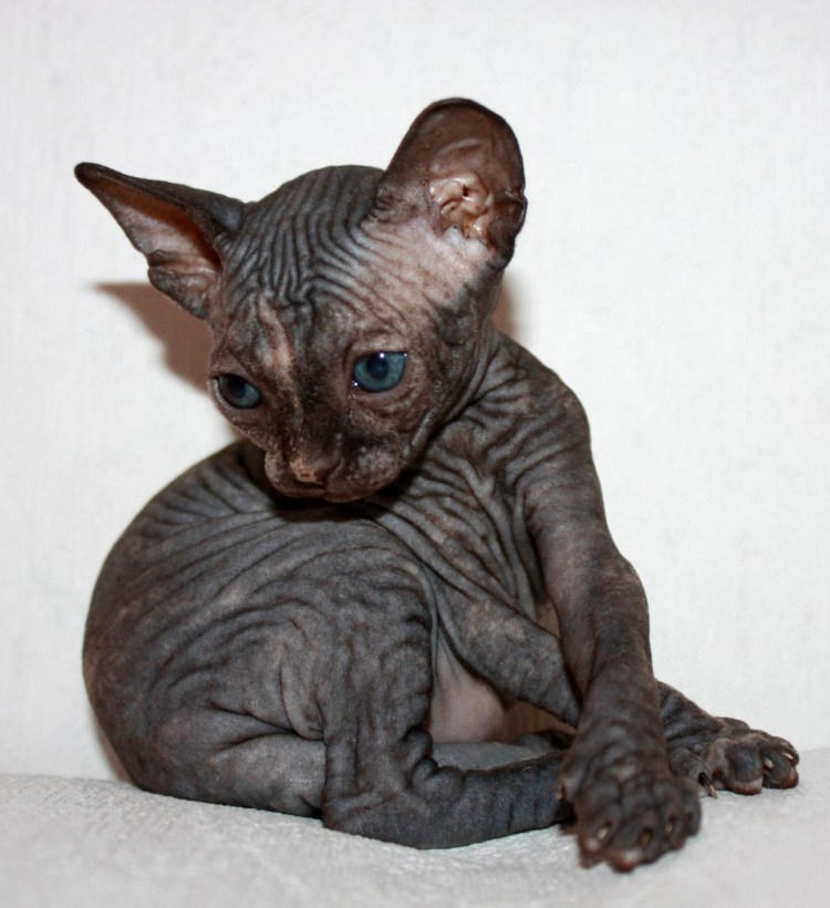 Джаспер безглазый сфинкс