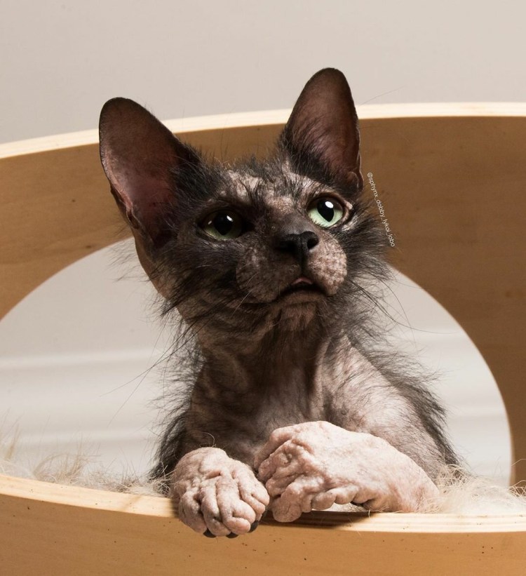Сфинкс волосатик порода
