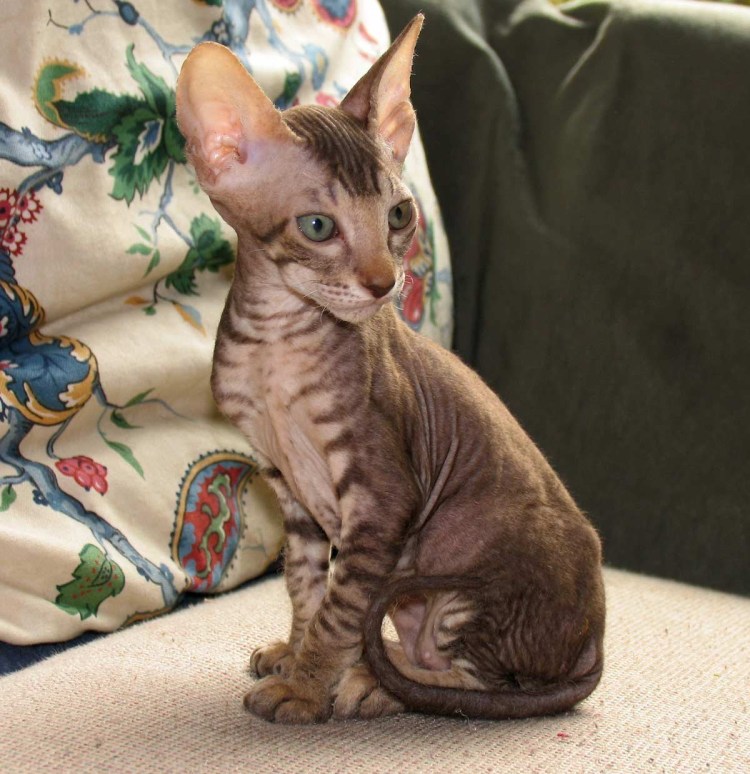 Лысые коты сфинксы породы