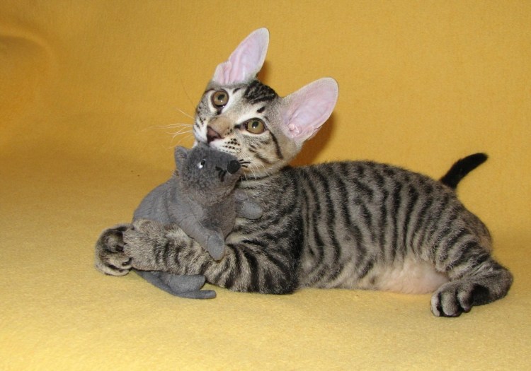 Донской сфинкс голорожденный