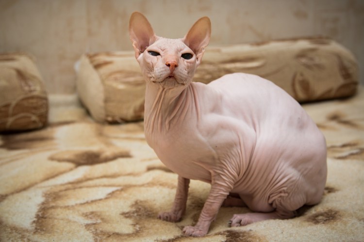 Петерболд Петербургский сфинкс