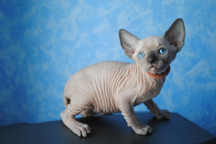 Канадский сфинкс браш