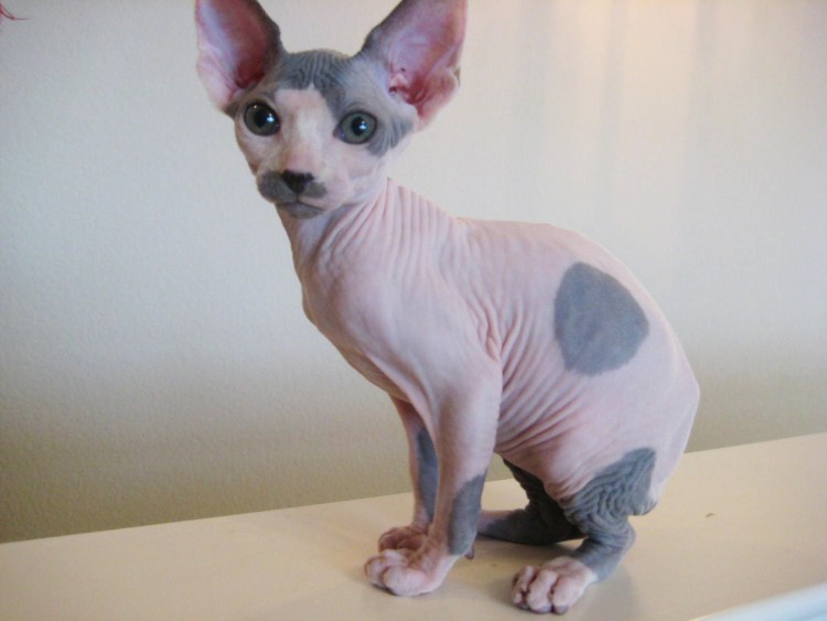 Петербургский сфинкс кошка с шерстью