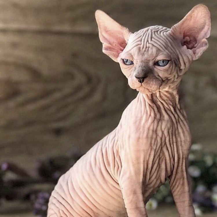 Донской сфинкс браш