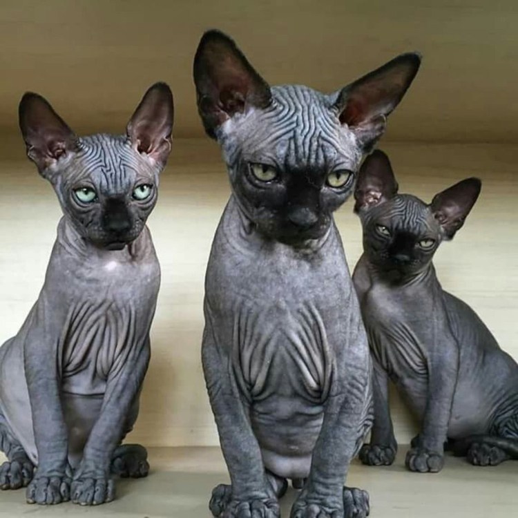 Канадский Донской сфинкс с шерстью