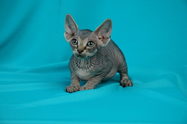 Сфинкс Петерболд