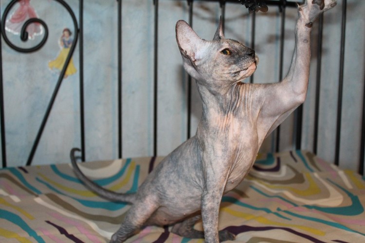 Мексиканская бесшерстная кошка