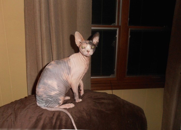 Сфинкс Петерболд браш