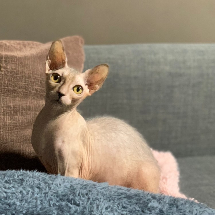 Сфинкс рекс кошка