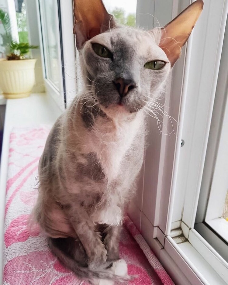 Сфинкс Донской бенгал