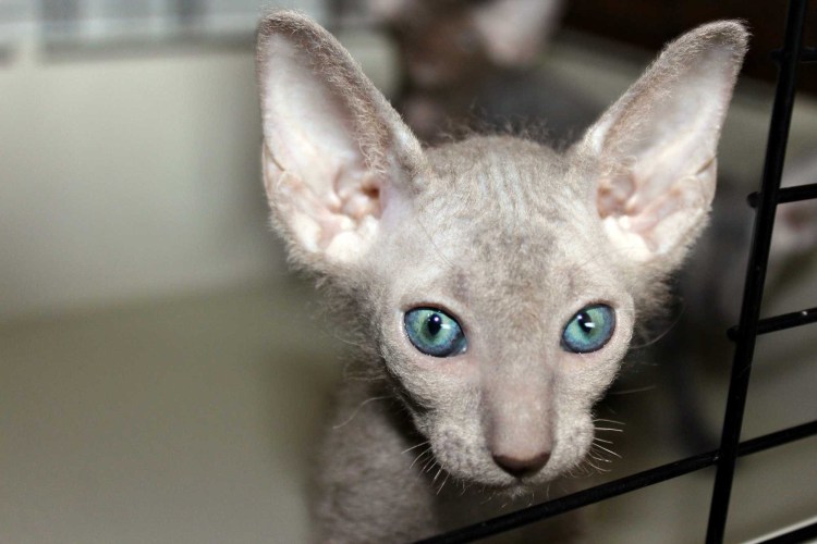 Донской сфинкс пятнистый