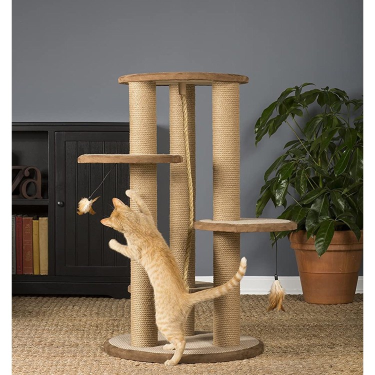 Когтедерка Кактус