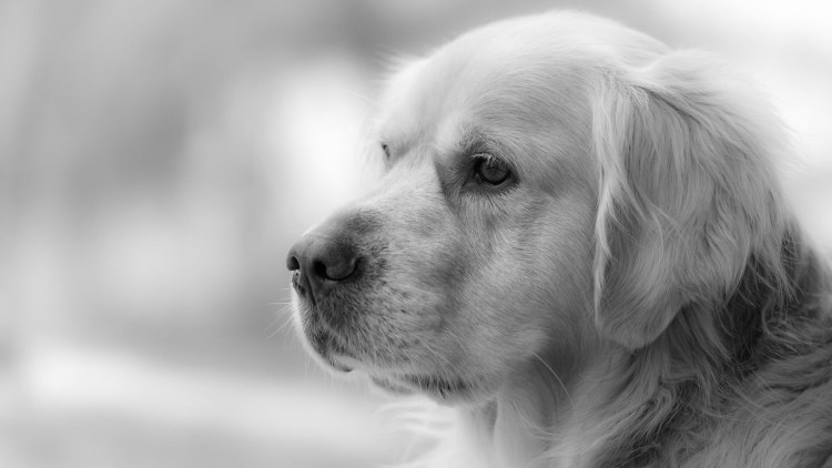 Серебристый ретривер