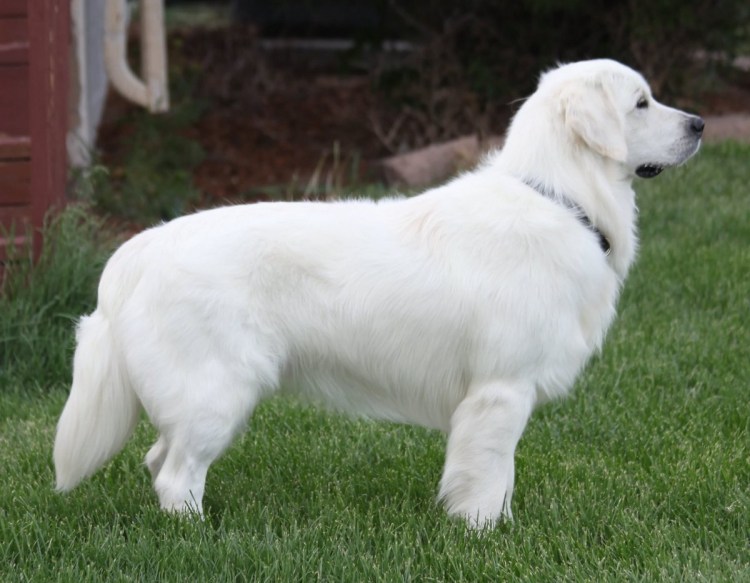 Лабрадор ретривер Голд