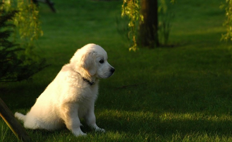 Золотистый ретривер карликовый