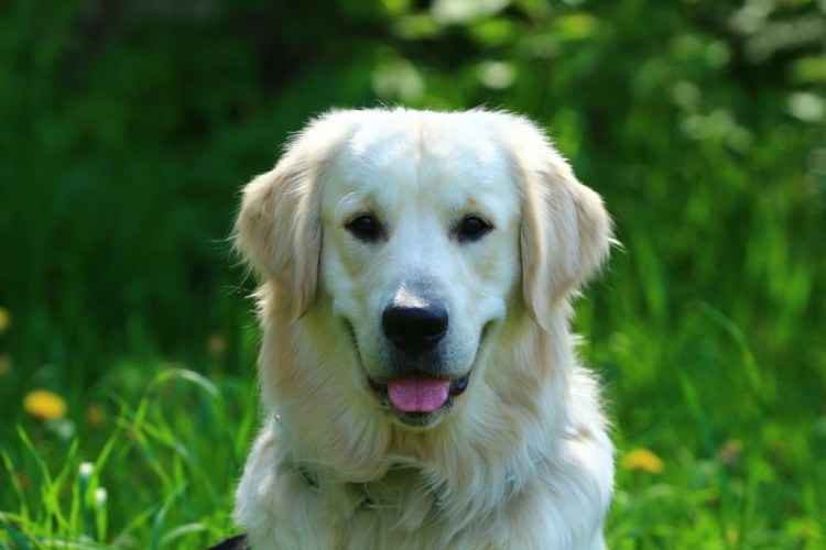 Золотистый ретривер кремовый