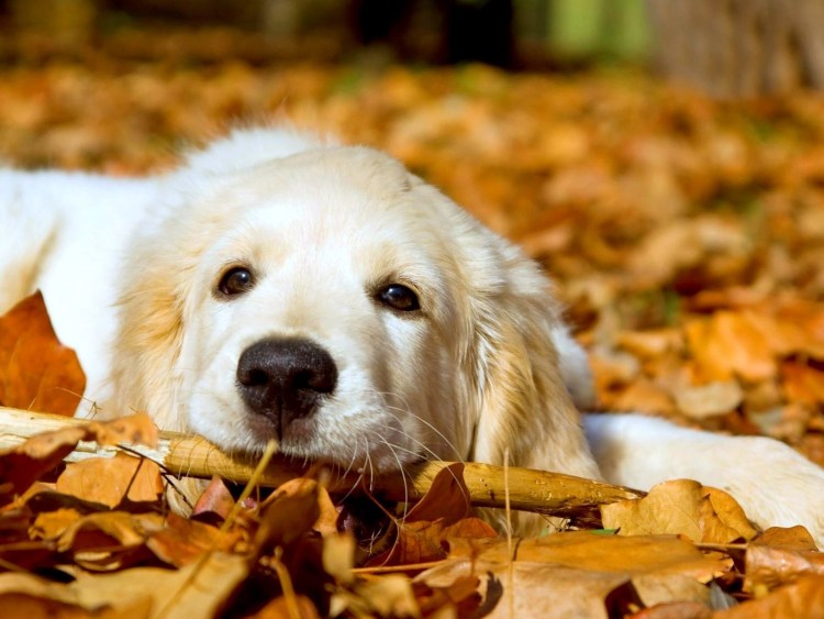 Голден ретривер белый
