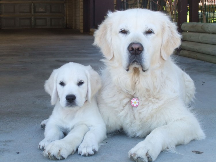 Лабрадор ретривер белый длинношерстный
