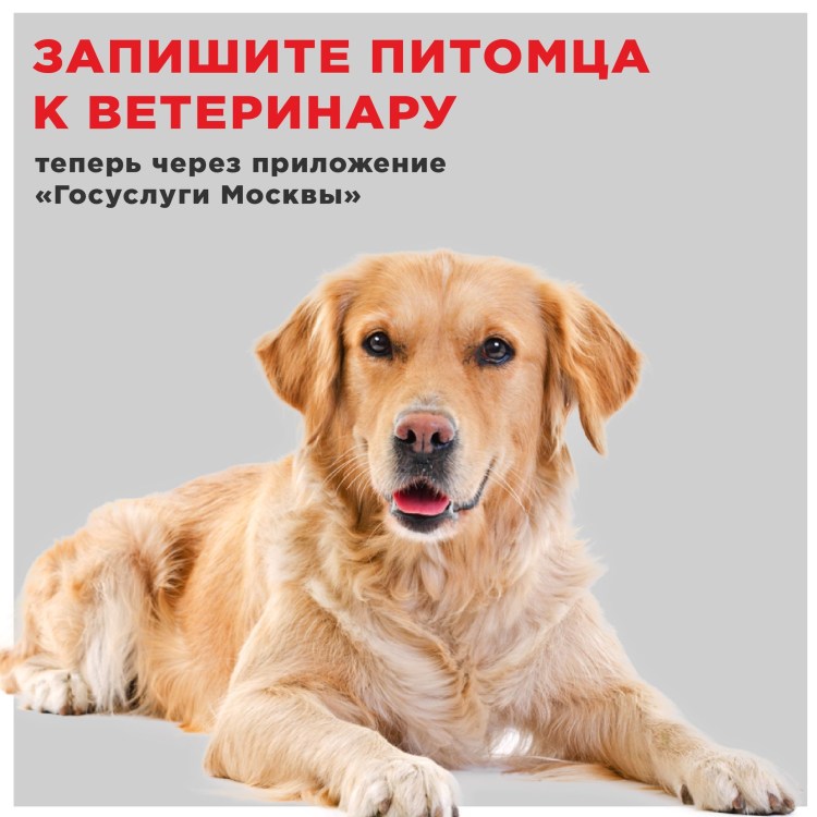 Лабрадор ретривер белый