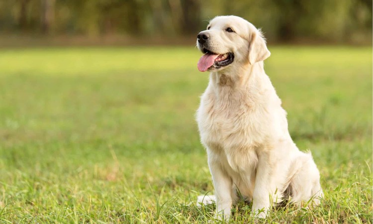 Голден ретривер белый