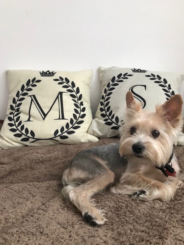 Йорк терьер мальчик