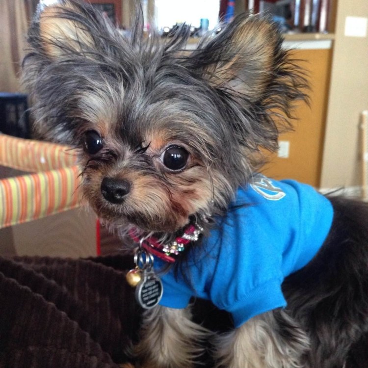 Течка у йоркширского терьера