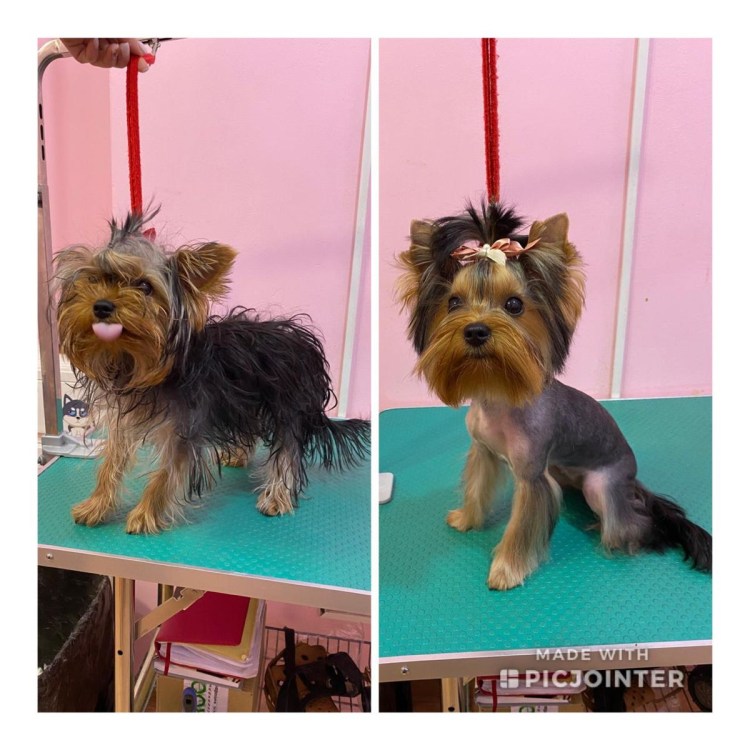 Шоколадный Йорк вязка