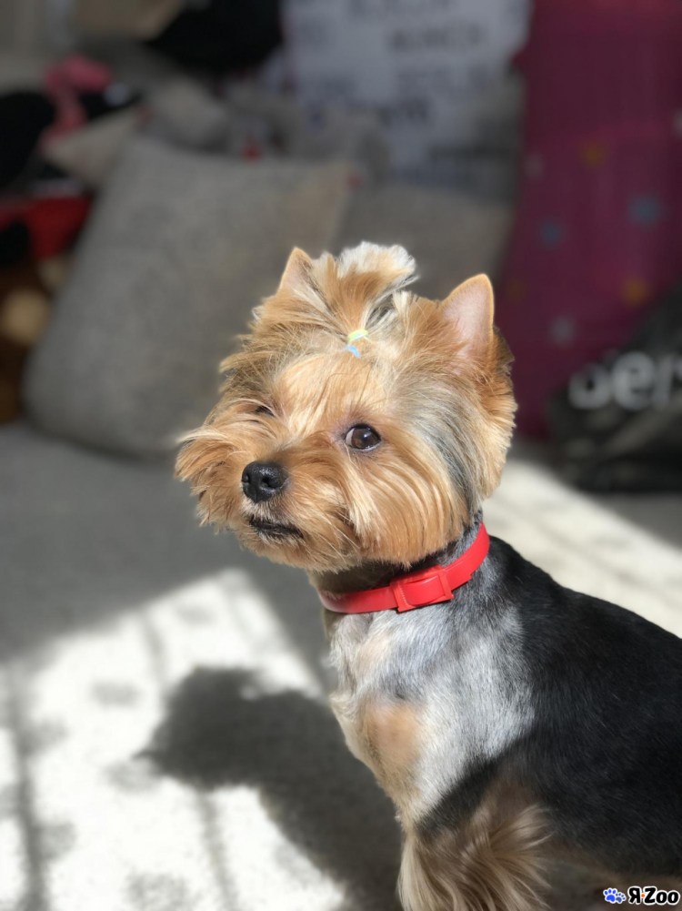 Йоркширский терьер мальчик темный