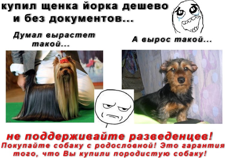 Половые органы той терьера