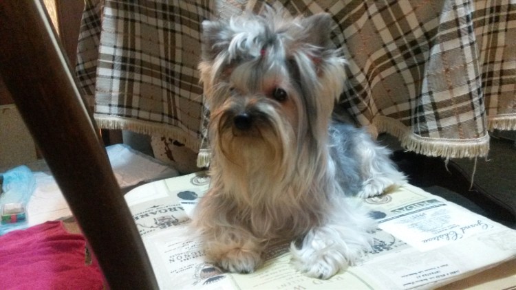 Вес щенка Йорка в 2 месяца таблица