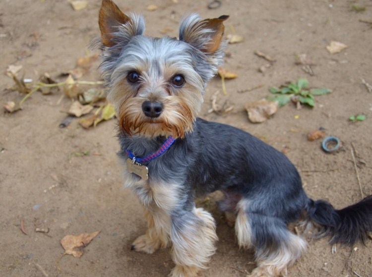 Полезные советы собака