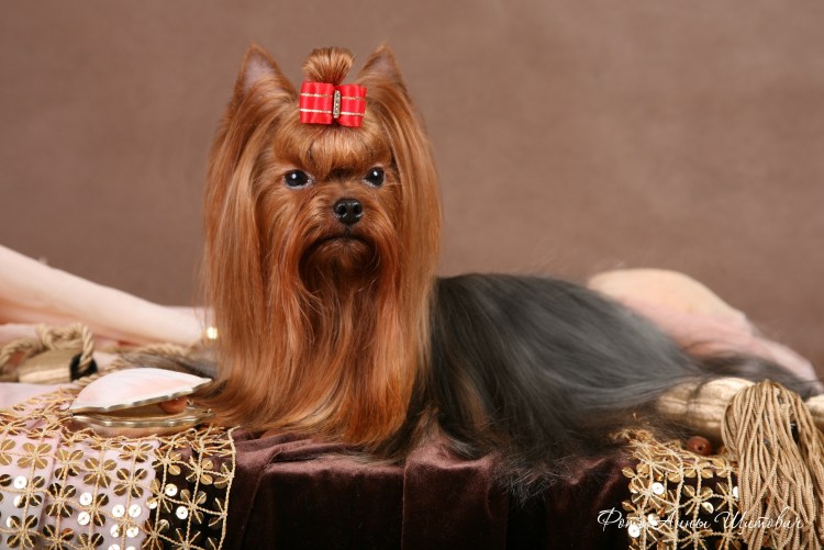 Вязка Йорка Санкт Петербург