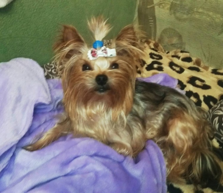 Доброе утро Йоркширский терьер