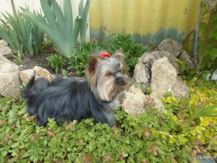 Кобель Йорка для вязки