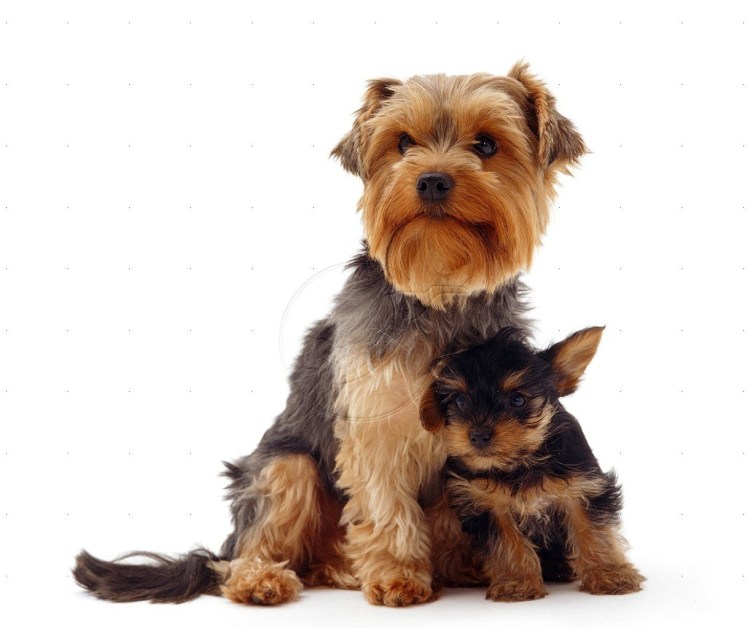 Йоркширский терьер